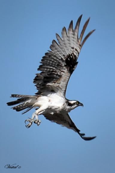 osprey-catch